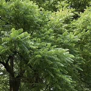 Black Walnut Tree